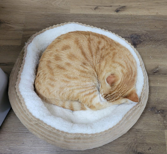 Stanley curled up and naping