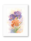 Purple & Salmon Iris Flowers – Watercolor Print