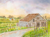 Sonoma Wine Country — Spring Vineyard & Barn Watercolor Art Print
